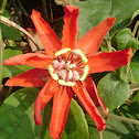 Passion Flower