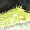 Nests