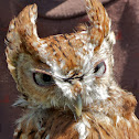 Eastern Screech-Owl (female)