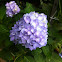 Hydrangea