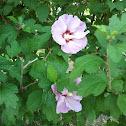 Rose of Sharon - Straucheibisch