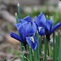 Dwarf iris