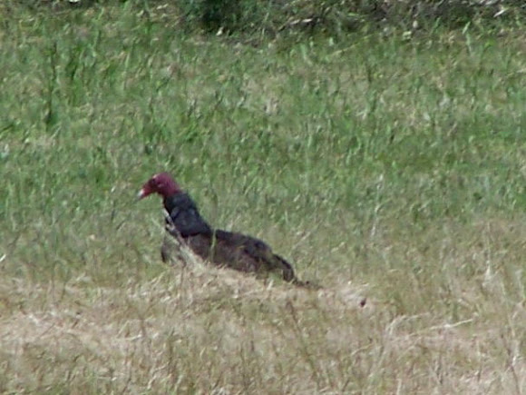 Spotting Image 1