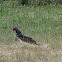 Turkey Vulture