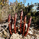 [Orobanche latisquama]