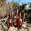 [Orobanche latisquama]
