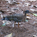 Sunbittern