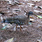 Sunbittern