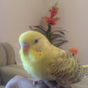 love bird