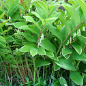 Solomon's Seal