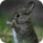 Cute Rabbit mobile app icon