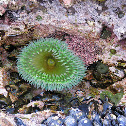 Giant Green Anemone