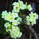 San Francisco Wallflower