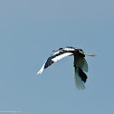 Little Blue Heron