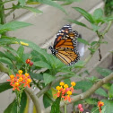 Monarch Butterfly