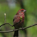 Purple Finch