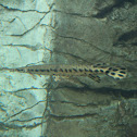 Spotted Gar and Longnose Gar