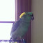Yellow-Naped  Amazon