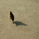 Unnamed spotting