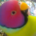 plum headed parakeet