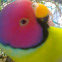 plum headed parakeet