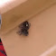 Bold jumping spider