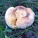 Western giant puffball