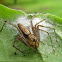 Lynx spider