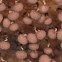 Cribraria sp.