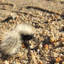 White Velvet Ant