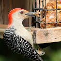 Red-bellied woodpecker