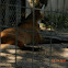 Maned wolf