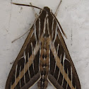 White-Lined Sphinx Moth