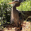 Great blue heron
