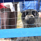Grey Seal