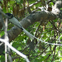 Asian Paradise Flycatcher