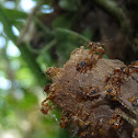 Stingless bee