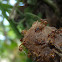 Stingless bee