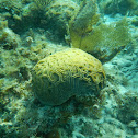 Grooved Brain Coral