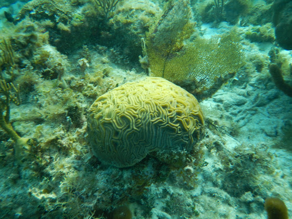 Spotting Image 1