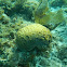 Grooved Brain Coral