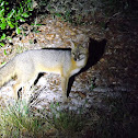 Gray Fox