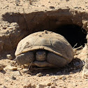 Desert Tortoise