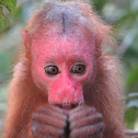 Red Uakari