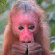 Red Uakari