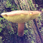 Bolete