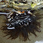 Brown Sea Anemone