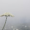 Queen Anne's Lace