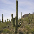 BioBlitz: Saguaro National Park