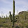 BioBlitz: Saguaro National Park